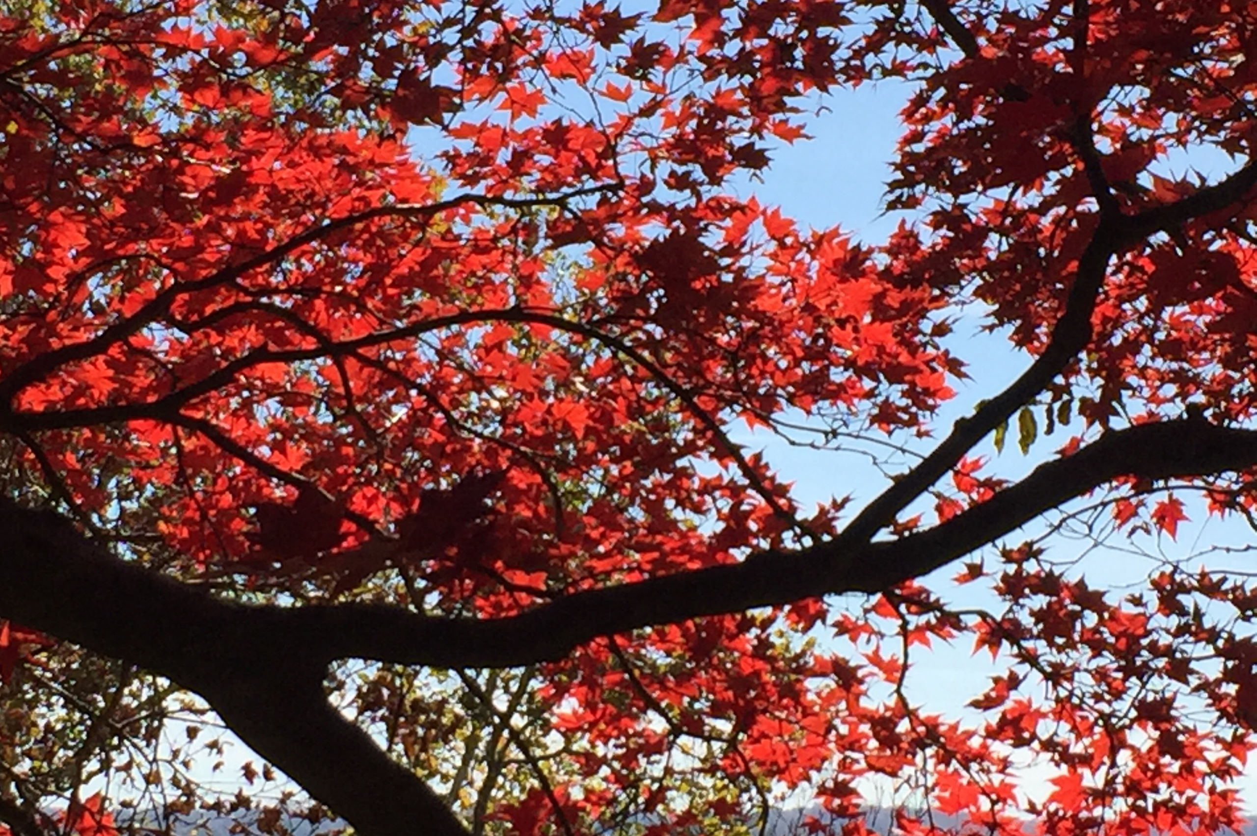 Image is not available